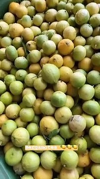 L'influencer Chiara Ferragni a Reggio Calabria presso l'azienda agrumaria Capua per il nuovo profumo al bergamotto