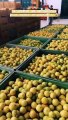 Vip di tutto il mondo all'azienda agrumaria Capua di Reggio Calabria per il nuovo profumo al bergamotto di Guarlain