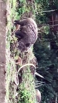 Messina, ennesimo avvistamento di cinghiali a San Licandro: le immagini