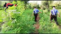 Taurianova: i Carabinieri arrestano 4 persone per coltivazione di canapa indiana, le immagini
