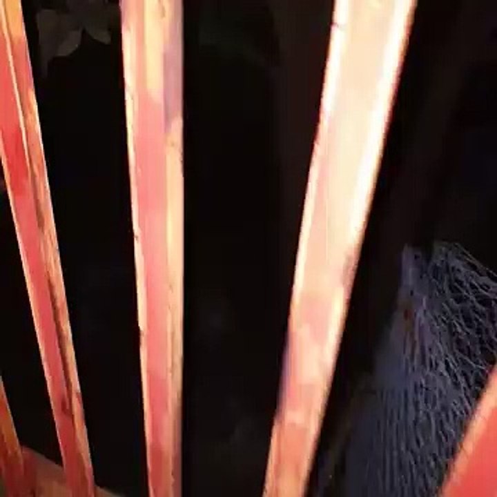 Cinghiali a Messina: incontro ravvicinato a San Licandro