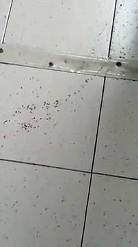 Reggio Calabria: formiche nel corridoio dell'ospedale Eugenio Morelli