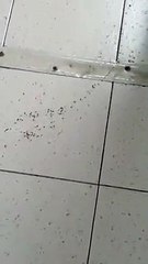 Reggio Calabria: formiche nel corridoio dell'ospedale "Eugenio Morelli"