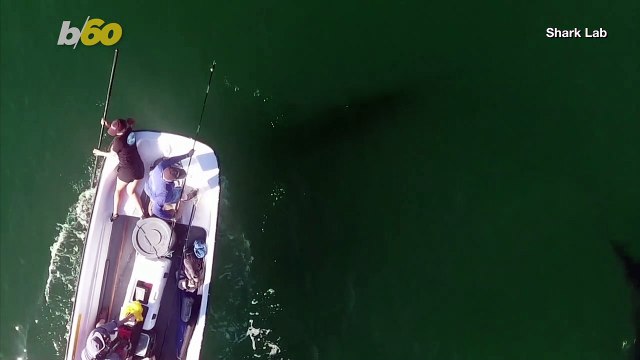 Researchers Use Ultrasonic Transmitters & Drones to Gain Knowledge About Sharks!