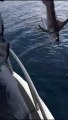 Reggio Calabria,le immagini dei 31 piccoli esemplari di pesce spada catturati illegalmente