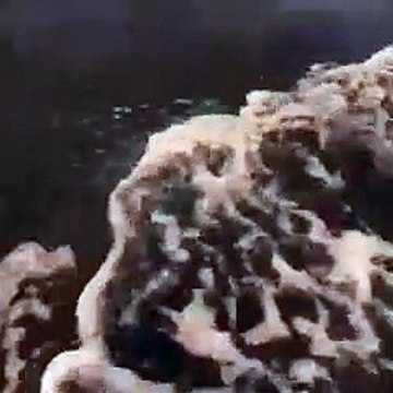 Tre esemplari di orche avvistate nello Stretto di Messina