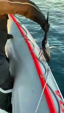 I risultati di un anno di attivitÃ della Direzione marittima di Reggio Calabria