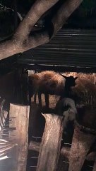 Reggio Calabria: alcuni momenti del meraviglioso presepe vivente di Cannitello