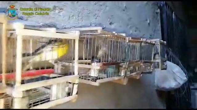 Reggio Calabria, operazione LibertÃ : salvati oltre 50 volatili di specie protetta