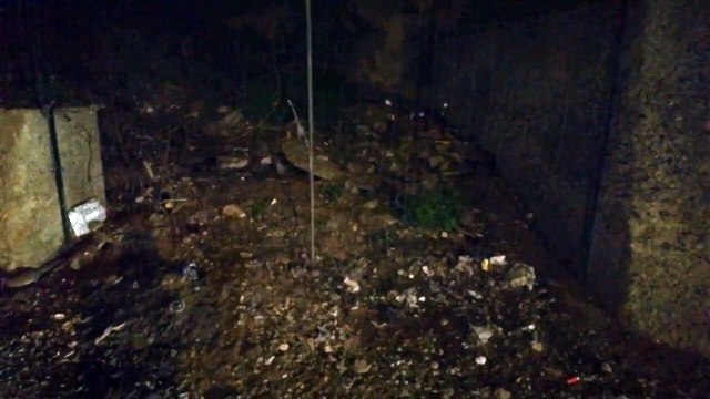 Reggio Calabria: decine di topi invadono il Viale Europa, le immagini