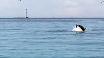 Scilla: lo spettacolo dei delfini questa mattina
