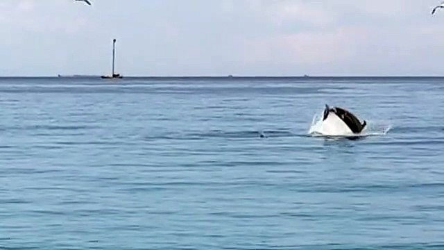 Scilla: lo spettacolo dei delfini questa mattina