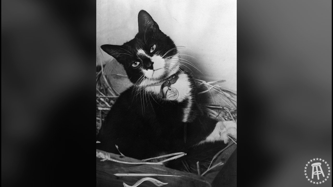 Meet The War Hero Who Killed A Whole Bunch Of Rats