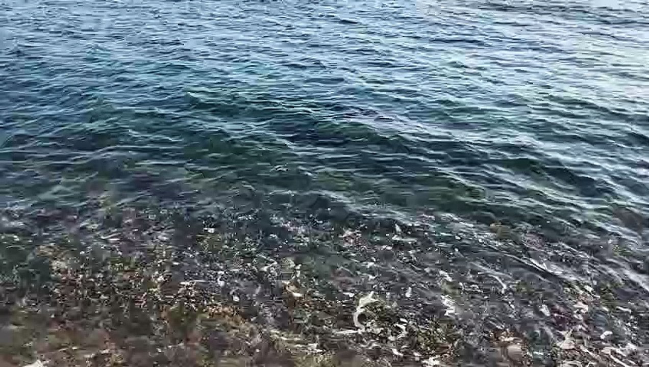 A Gallico uno squalo arriva fino alla riva