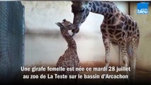 Un bébé girafe est né au zoo de La Teste sur le bassin d'Arcachon, une première