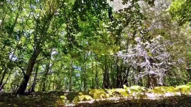 L'Ambiente in Calabria ha ombre oscure ma anche luci formidabili: cosÃ¬ Jole Santelli ha presentato il Capitano Ultimo
