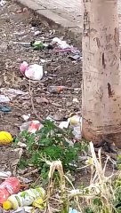 Reggio Calabria: decine di topi invadono il Rione Marconi, le immagini