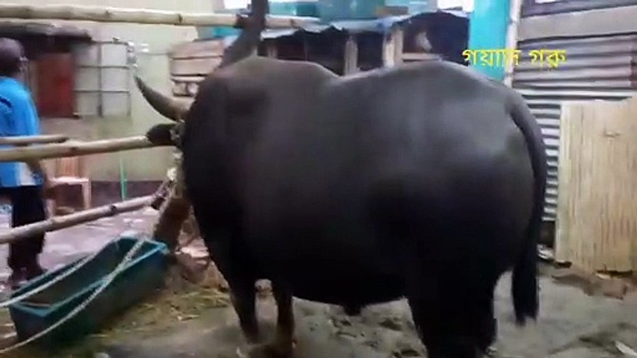 Goyal cow গয়াল গরু