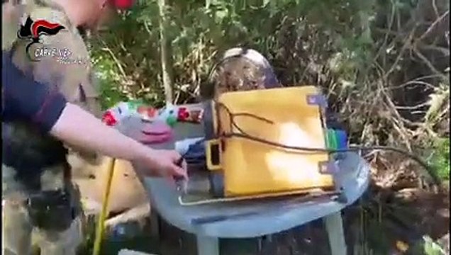 Reggio Calabria: scoperta dai Carabinieri piantagione di marijuana, in manette 5 coltivatori