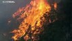 Жертвами лесных пожаров в Австралии стали 3 миллиарда животных