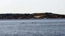 Reggio Calabria, meravigliosi delfini giocano a largo di Cannitello