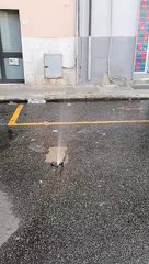 Reggio Calabria: geyser in mezzo alla strada in via Caprera