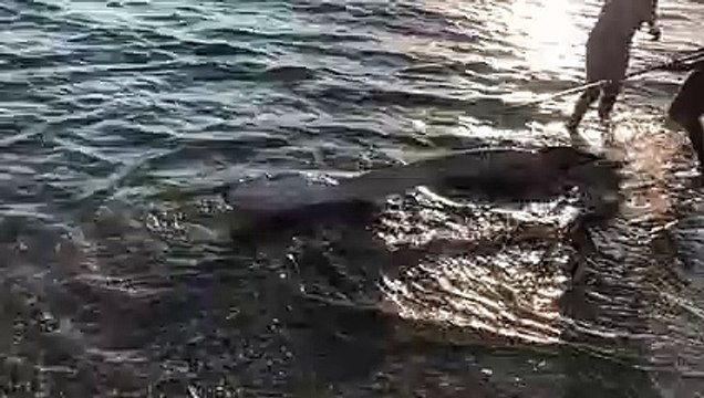 Squalo in apparente difficoltÃ arriva fino in riva a Gallico