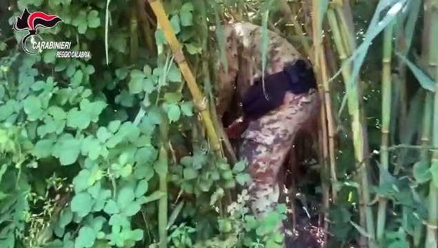 Reggio Calabria: scoperte piantagioni di marijuana tra Rosarno e San Ferdinando