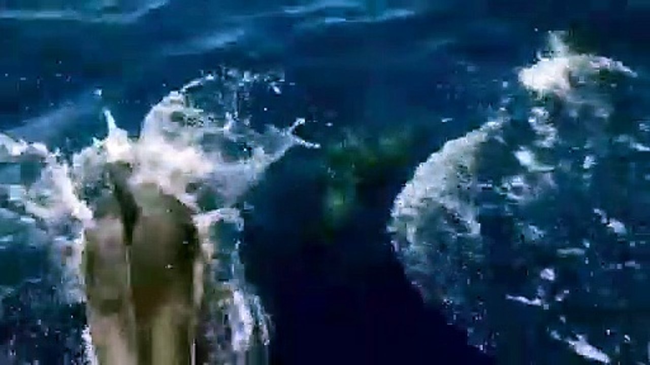Reggio Calabria, i delfini giocano tra le onde: che spettacolo a Brancaleone