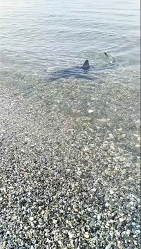 Reggio Calabria: lo squalo di Gallico immortalato questa mattina