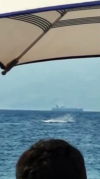 Reggio Calabria: delfini volteggiano nel mare al largo di Bocale