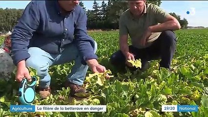 Agriculture : la filière de la betterave en danger