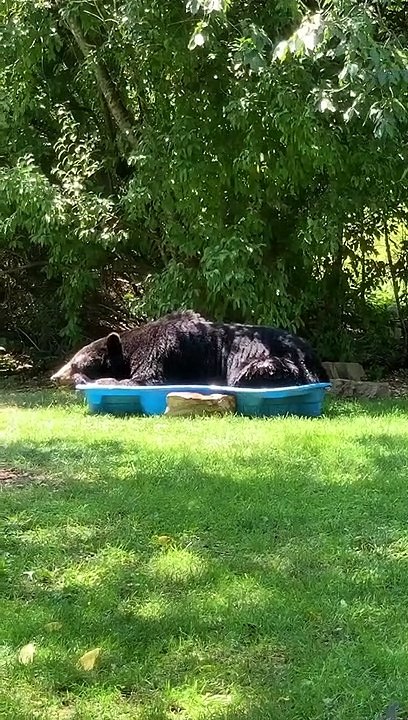 Elle met une petite piscine dans son jardin, ce qu'elle retrouve dedans est incroyable