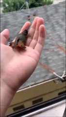 Il sauve un colibri coincé chez lui... Adorable