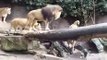 Un canard réussit à échapper à des lions dans un zoo... Chanceux