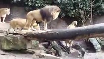 Un canard réussit à échapper à des lions dans un zoo... Chanceux