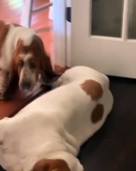 European Basset Hound Won't Let Friend Through the Door