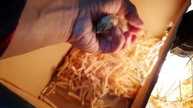 병아리 키우기 - 아기 병아리의 엄마가 되는 과정 (The Process Of Becoming a Mother Of Baby Chicks)