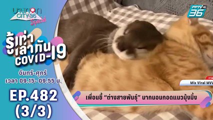 บางกอก City เลขที่ 36 | เพื่อนซี้ ต่าวสายพันธุ์ นากนอนกอดแมวมุ้งมิ้ง | 30 ก.ค. 63 (3/3)