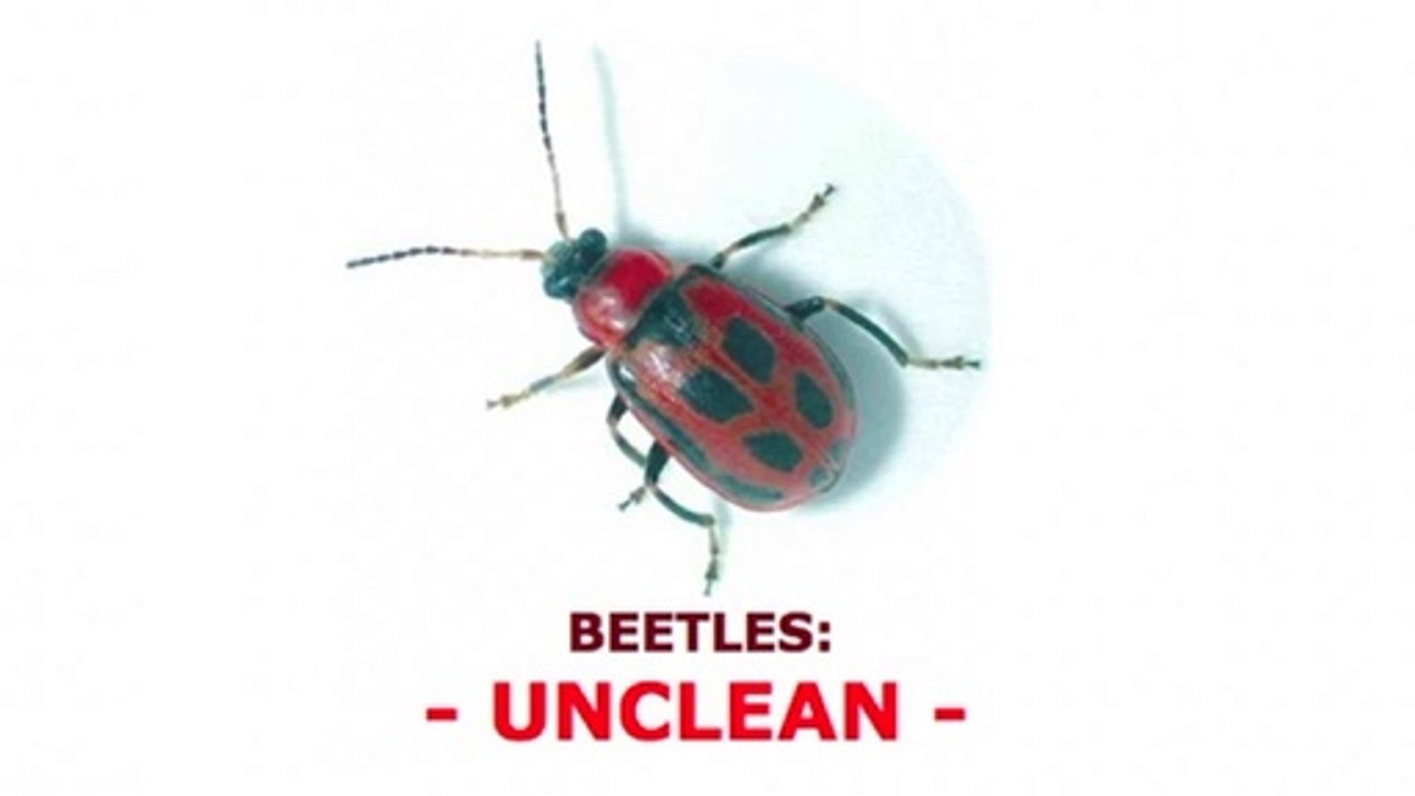 BEETLES; UNCLEAN