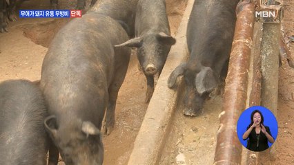 [단독] 'ASF' 여전히 심각 단계인데…무허가 돼지 유통 '무방비'