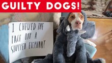 Cute Dogs feel guilty - Funny guilty dog and animal compilation