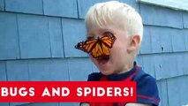 Funniest Insects and Spiders of 2017 _ Funny Pet Videos