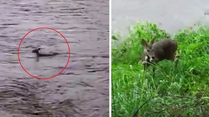 홍수경보 갑천 지류 유등천서 고라니 급류에 '둥둥' / YTN