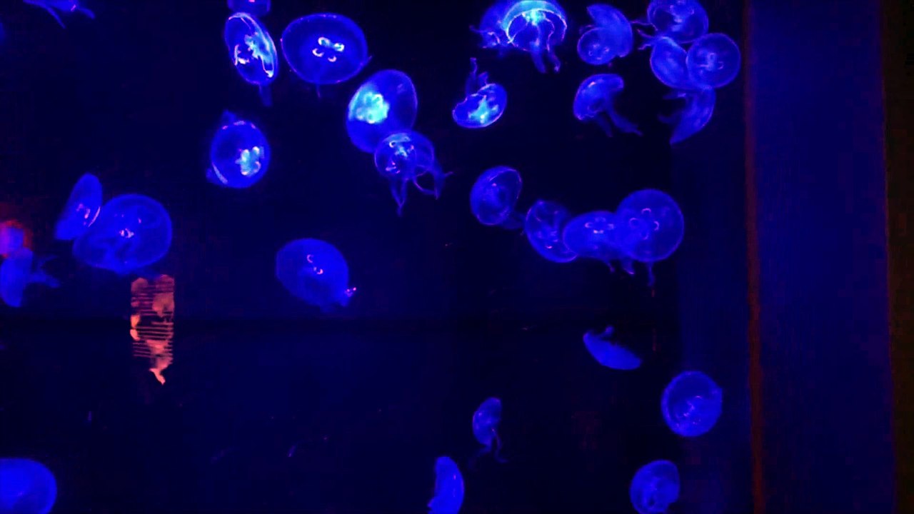 8 ■公式■BTC Trading 2019 特典 評判 購入 感想 お試し 動画 ブログ 評価 ネタバレ レビュー