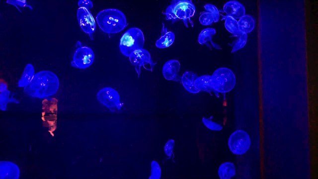 7 「裏-Ura-」 特典 評判 購入 感想 お試し 動画 ブログ 評価 ネタバレ レビュー