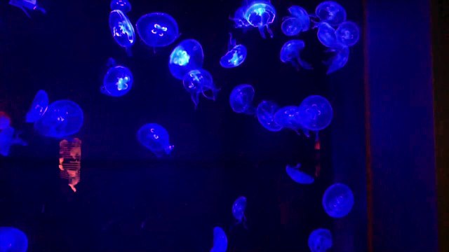 1 YouTuberチャンネル登録者数100万人突破法(プロデュースコース) 特典 評判 購入 感想 お試し 動画 ブログ 評価 ネタバレ レビュー 特典 評判 購入 感想 お試し 動画 ブログ 評価 ネタバレ レビュー