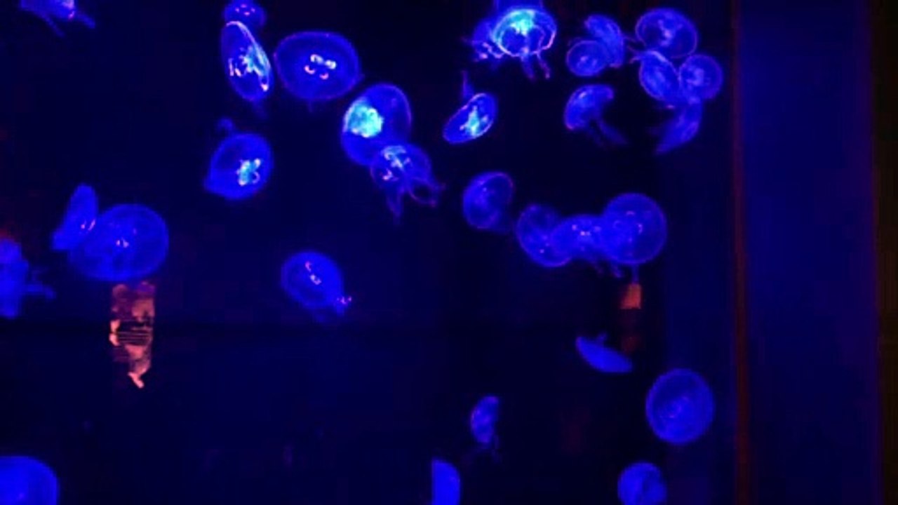 5 【放置型リッチ】初心者でも6億稼ぐアフィリエイト式重政ネット起業大学（一括＆カード10回分割対応） 特典 評判 購入 感想 お試し 動画 ブログ 評価 ネタバレ レビュー