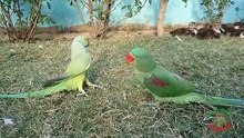 Indian Ringneck Parrot Dancing