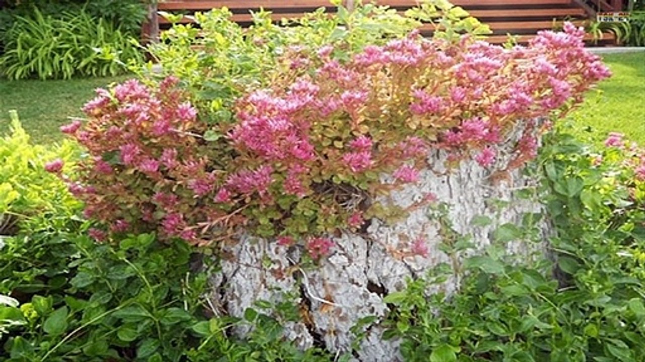 Best ideas! Amazing Tree Stump Ideas for the Garden